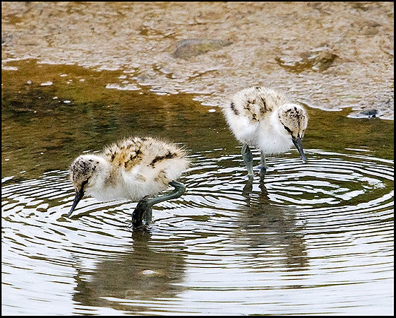 Avocet Chicks, Upton Warren Flashes, 15 May 2009