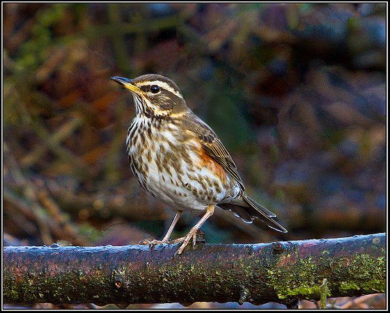 Redwing, Warwickshire, 19 January 2012