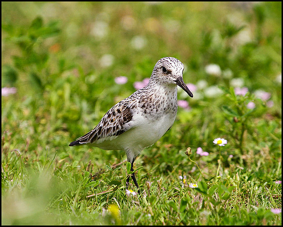 Sanderling, Mallorca, May 2010