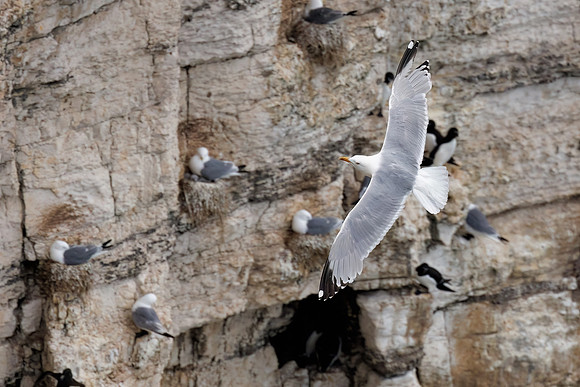 Black-legged Kittiwake - Rissa tridactyla, Yorkshire, June 2022