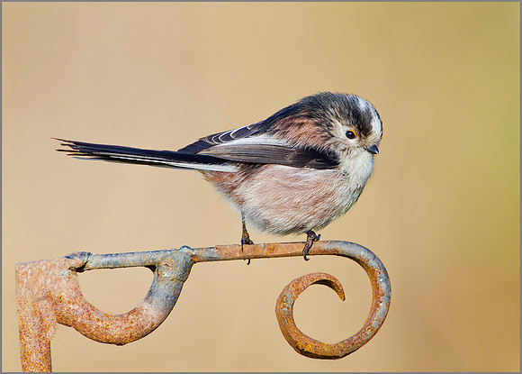 Long-tailed Tit, Bromsgrove, January 2011