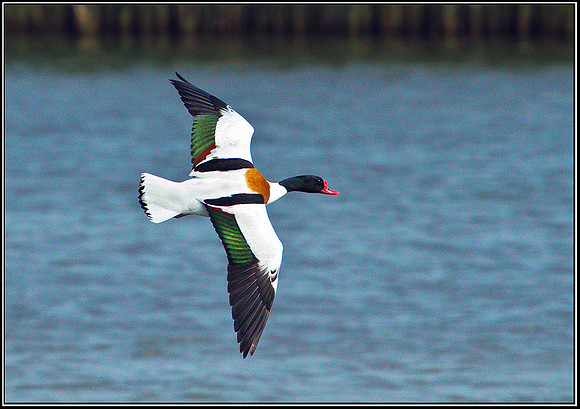 Shelduck, Upton Warren Flashes, 30 April 2011