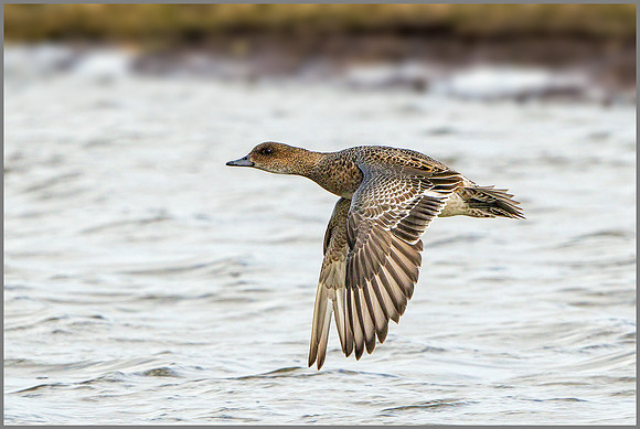 Female Eurasian Wigeon (Anas penelope).