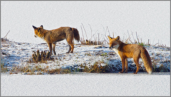 Foxes, Upton Warren Moors, 02 January 2010