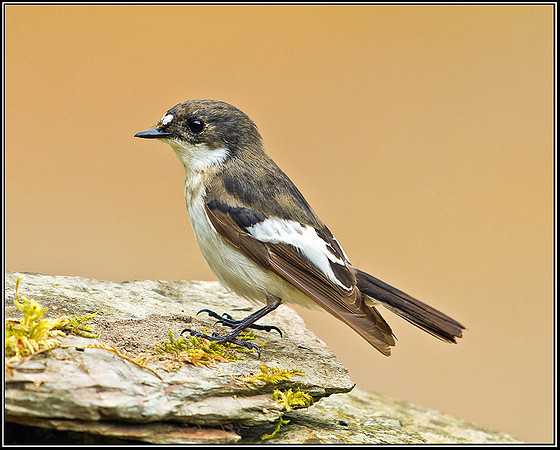 Pied Flycatcher, Powys, 20 May 2011