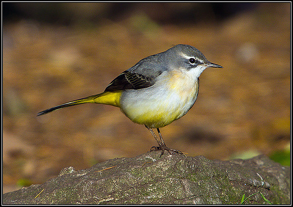 Grey Wagtail, Warwickshire, November 2010