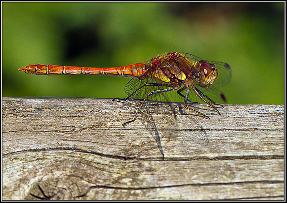 Common Darter, Upton Warren Moors, 02 September 2011