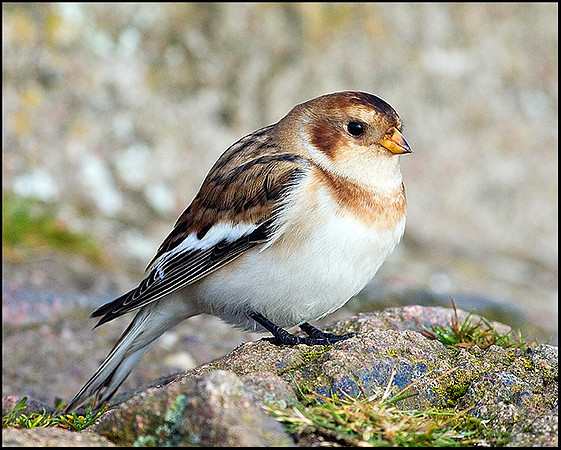 Snow Bunting, Malvern Hills, 24 September 2009