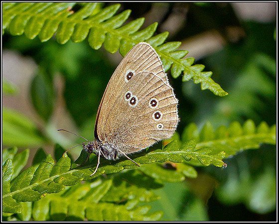 Ringlet, Wyre Forest, 25 July 2011 web
