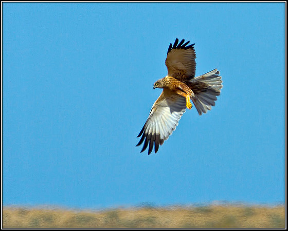 Male Marsh Harrier, Norfolk, April 2012