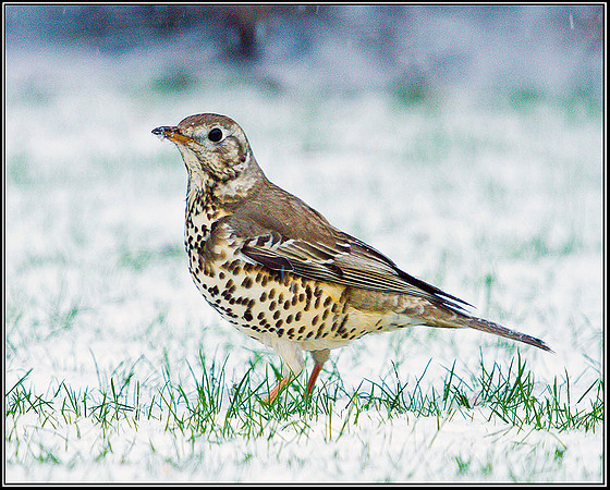 Mistle Thrush, Garden, 04 February 2012