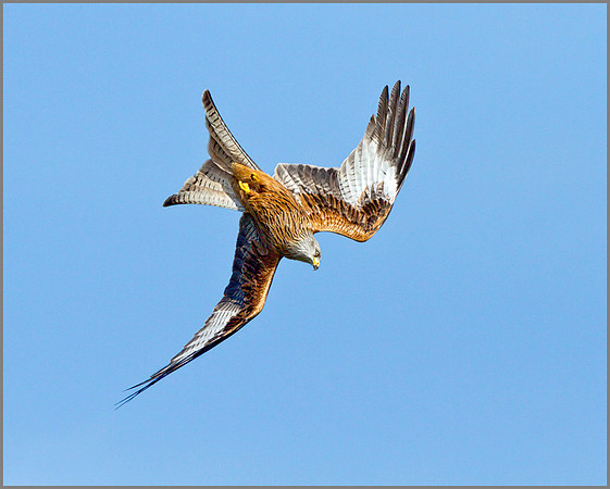 Red Kite (Milvus milvus), Rhayader, March 2014