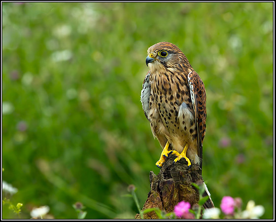 Common Kestrel (Falco tinnunculus), Gloucestershire, 29 June 2012