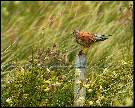Kestrel, Worcestershire, August 2010