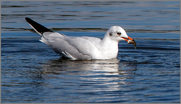 Black-headed Gull (Chroicocephalus ridibundus), Upton Warren NR, October 2016