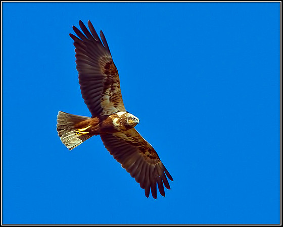 Female Marsh Harrier, Norfolk, April 2012