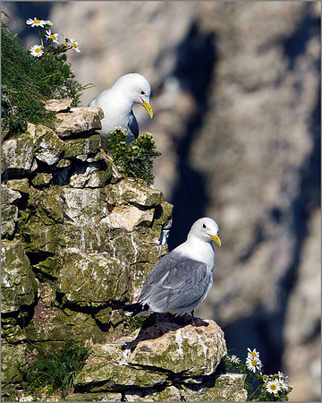 Kittiwakes (Rissa tridactyla), Bempton Cliffs, June 2014