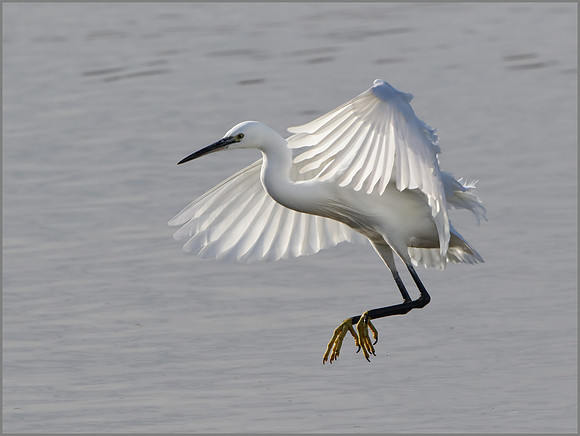 Little Egret (Egretta garzetta), Upton Warren, November 2014