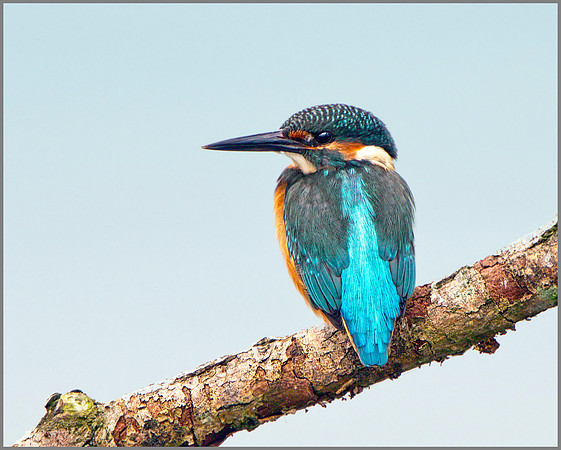 Kingfisher (Alcedo atthis), Upton Warren, October 2013