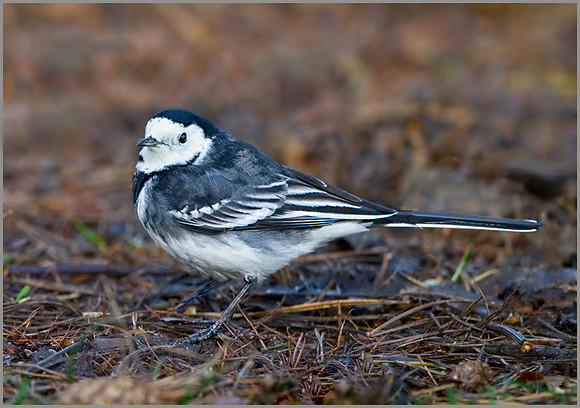 Pied Wagtail (Motacilla alba), Warwickshire, December 2013