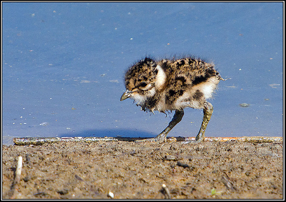 Lapwing Chick, Upton Warren Flashes, 01 May 2011