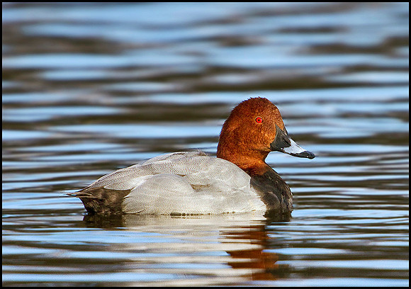 Pochard, Slimbridge WWT, 11 February 2010