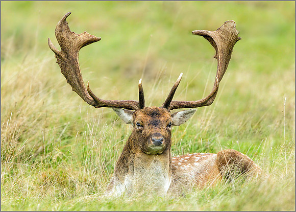 Fallow Deer Buck (Dama dama), Charlecote Park, October 2016