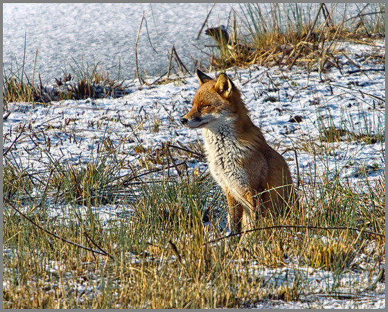 Fox, Upton Warren Moors, 02 January 2010