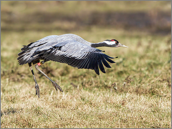 Common Crane (Grus grus), Slimbridge, December 2014