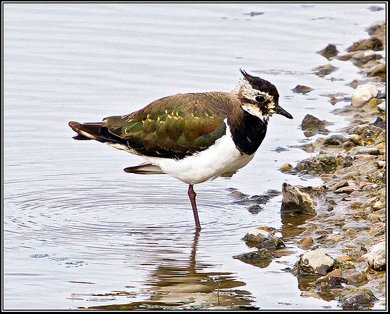 Immature Lapwing, Upton Warren Moors, 12 July 2011