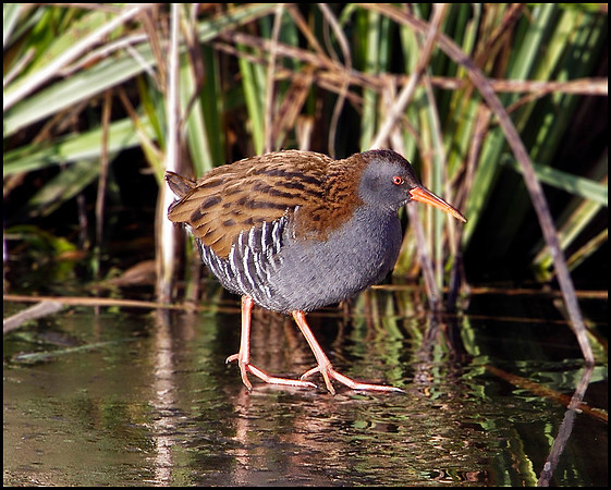 Water Rail, Upton Warren Moors, 29 December 2009