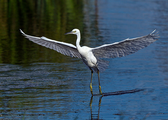 Little Egret (Egretta garzetta), Upton Warren, September 2014