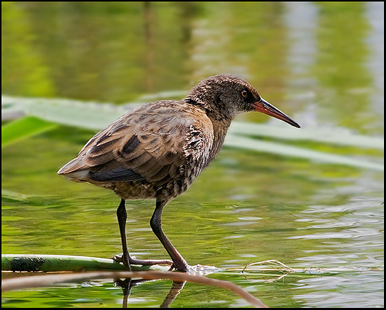 Juvenile Water Rail, Upton Warren Moors, 13 August 2009