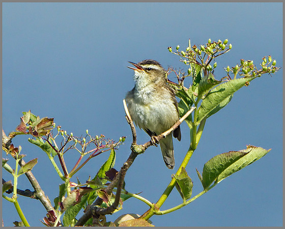 Sedge Warbler (Acrocephalus schoenobaenus), Upton Warren NR, July 2014