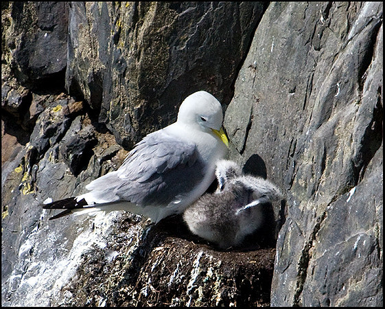 Kittiwakes, Anglesey, 23 July 2009