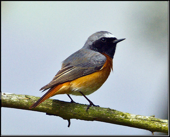 Redstart, Powys, 20 April 2011