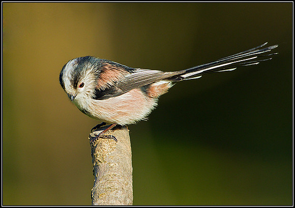 Long-tailed Tit, Bromsgrove, 10 November 2010