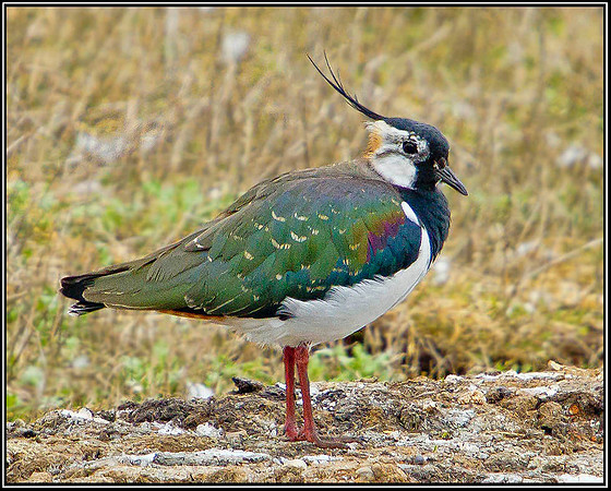 Lapwing, Upton Warren Flashes, 13 March 2012