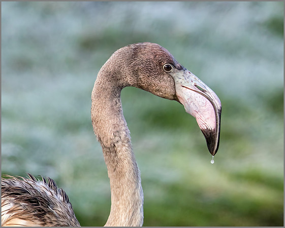 Juvenile Flamingo (Phoenicopterus ruber ruber), Slimbridge WWT, November 2014