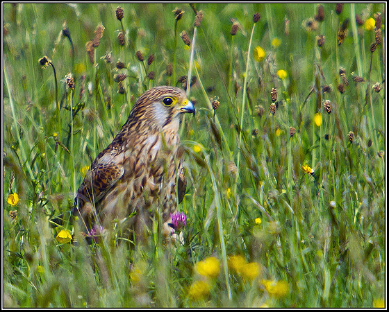 Kestrel, Malvern, 04 May 2011