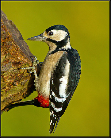 Great Spotted Woodpecker, Bromsgrove, 07 November 2010