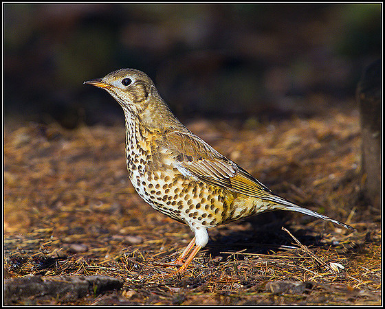 Mistle Thrush, Warwickshire, December 2010