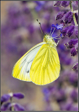 Green-veined White, Bromsgrove, 01 September 2011