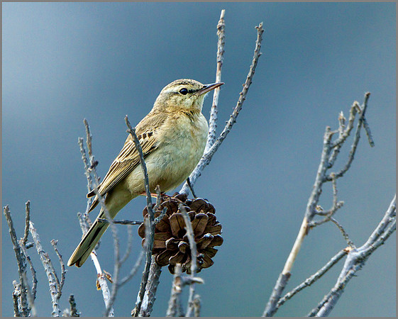 Tawny Pipit (Anthus campestris), Mallorca, May 2014