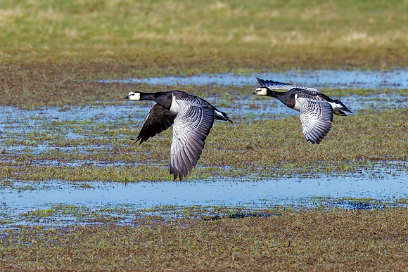 Barnacle Geese - Branta leucopsis, Slimbridge WWT, March 2022