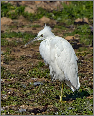 Little Egret (Egretta garzetta), Upton Warren NR, July 2014