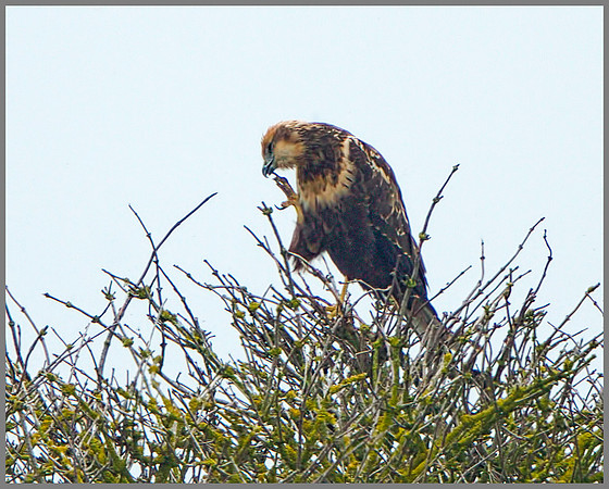 Marsh Harrier (Cirus aeruginosus), Norfolk, September 2014_1210