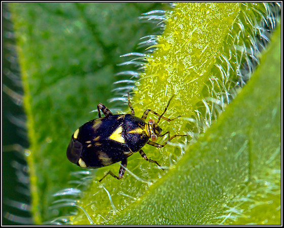 Common Nettle Capsid Bug (Licoris triptulatus), Bromsgrove, 22 July 2012