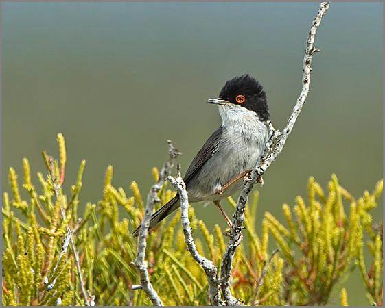 Male Sardinian Warbler (Sylvia melanocephala), Mallorca, May 2014