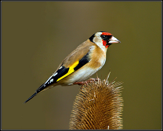Goldfinch, Warwickshire, March 2011